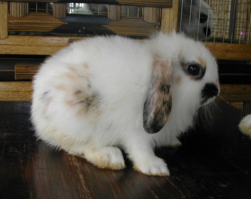 Of course it's dwarf of French Lop… :D. Dwarf Lop Eared rabbits