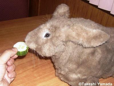 Takeshi Yamada handfeeds Seara sea rabbit her favorite food fresh