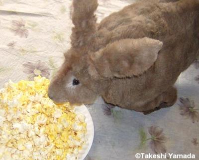 Seara (sea rabbit) munches popcorns (September 24, 2010)