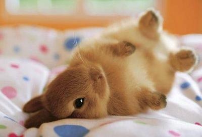 Cute bunny