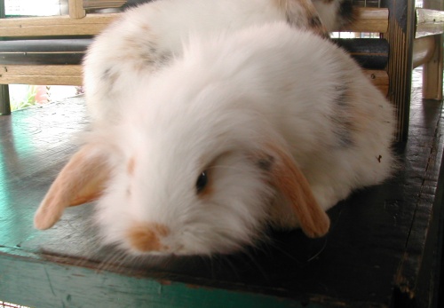 American Fuzzy Lop