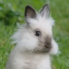 dwarf-rabbit_lionhead