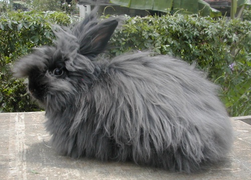 English-Angora-rabbit