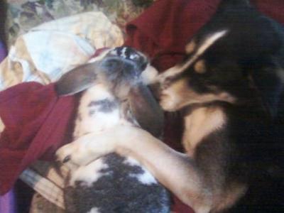 Sherman and Capone