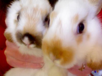 The one on the left is my rabbit and the right one is my little brothers