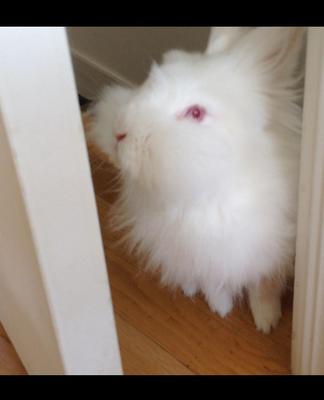My bunny looks out her room door
