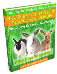 How to Train, Care and Build Trust with Your Pet Rabbit