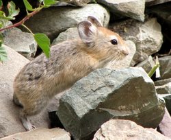 Rabbit-rodent_Pika