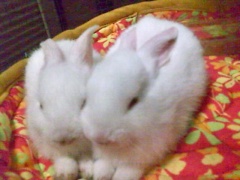 rabbits-photos_chloechinney