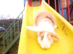 rabbits-photos_i-love-this-slide