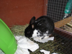 rabbits-photos_oreo