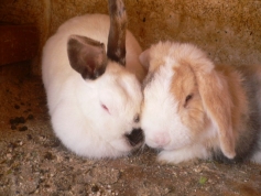 rabbits-photos_warm