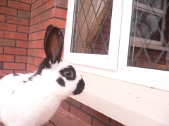 rabbits-photos_window