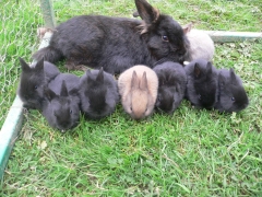 rabbits-photos_yay-cheese