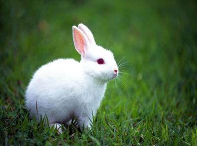 the rabbitry