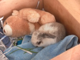 Vanilla is my 6wk old mini lop dwarf baby bunny.