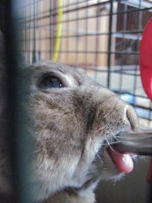 Freddy licking his water bottle 