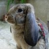 giant-rabbit_french-lop