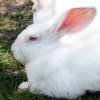 large-rabbit_new-zealand-white