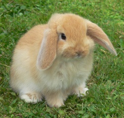 Mini-Lop-rabbit