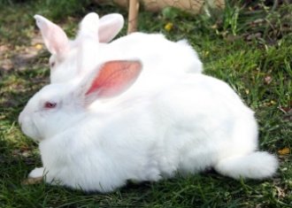 New-Zealand-White-rabbits