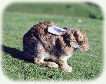 Myxomatosis infected rabbit 