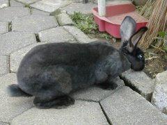 rabbits-photos_what-is-that