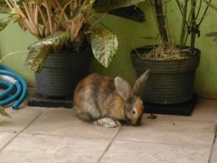 domestic rabbit