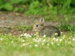 free rabbit